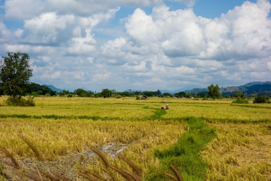 Rice fields