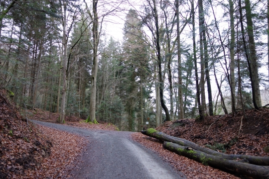 Schonbucher Wald