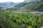 Tobacco leaves