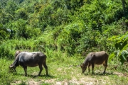 Water Buffalo's