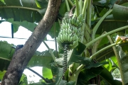 Banana's on the trees