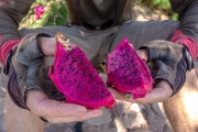 Juicy dragonfruit