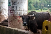 Water buffalo