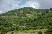 Terraces with tea
