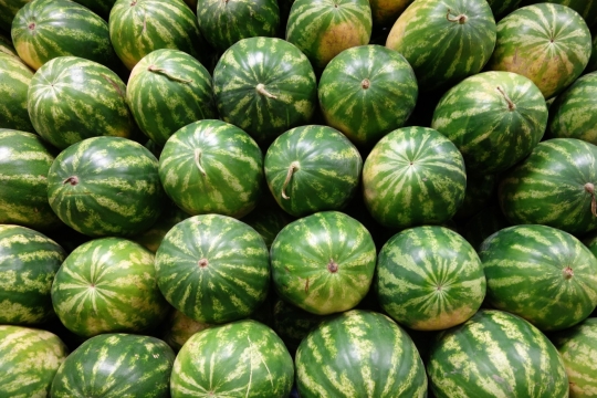 Watermelons, Hakkari