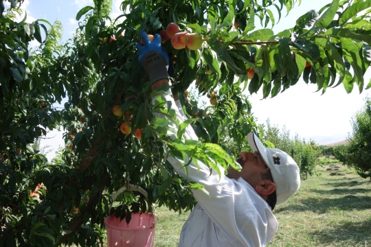 Picking peaches