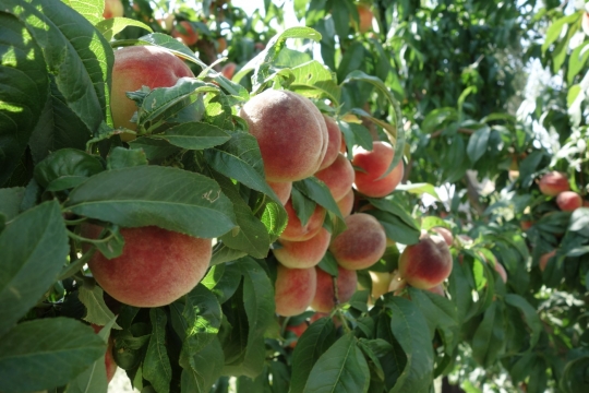 Peaches