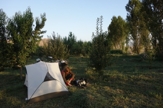 Camping in peach orchard