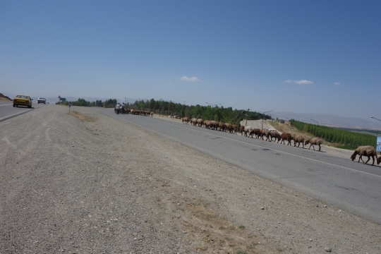 Sheep and goats