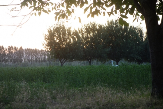 A stork very closeby
