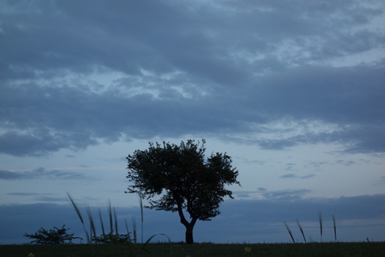 Sunset with nice tree