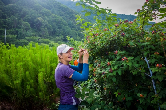 Picking Bokboonja