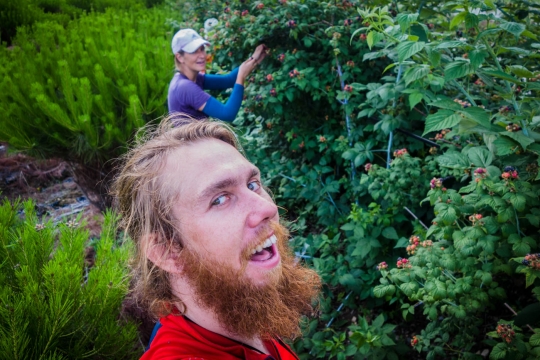 Picking Bokboonja