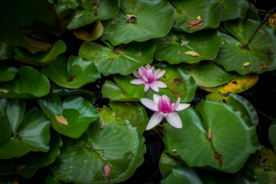 Lotus flowers