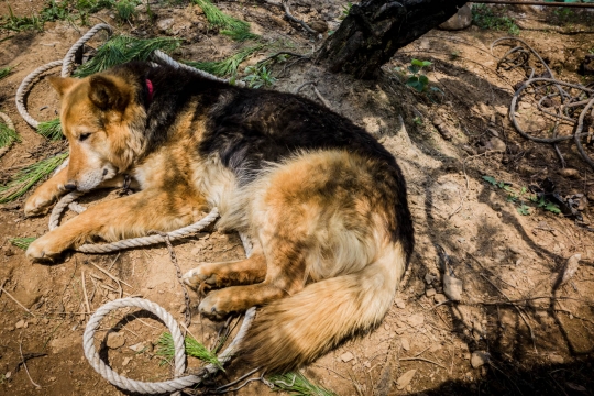 Koli the nice dog