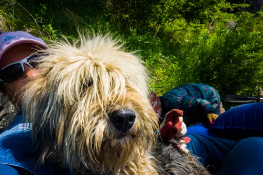 The dog Naru very wet in the boat
