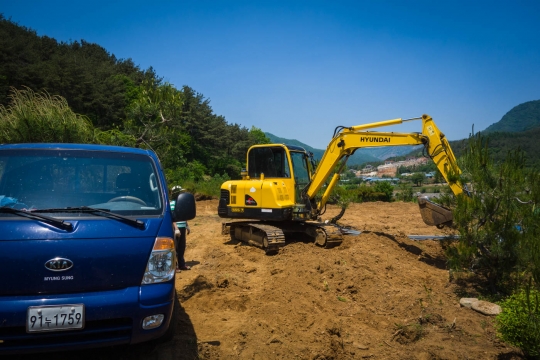 Replanting pine trees