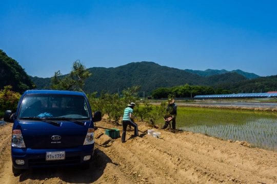 Replanting pine trees