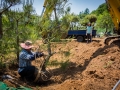 Replanting pine trees