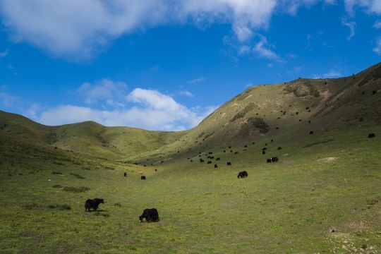 grasslands and yak