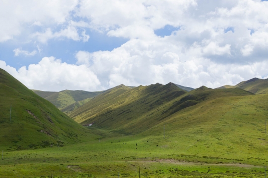 Grasslands