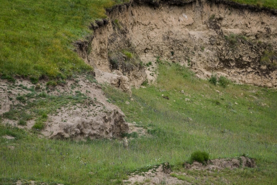 Small marmot animal