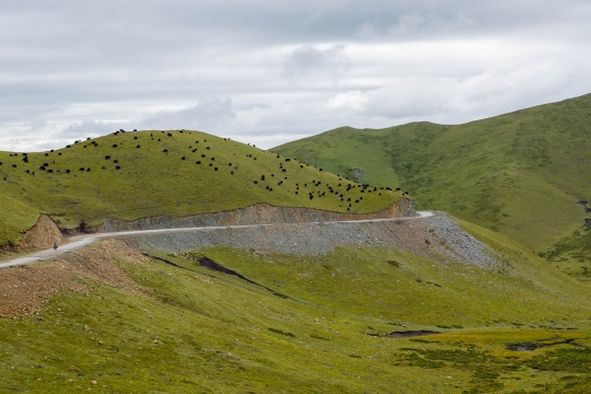 Grasslands and yak