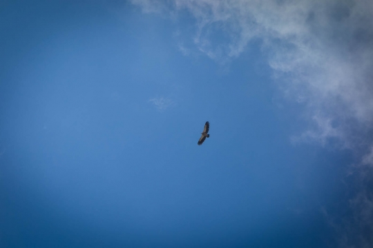 Bird!