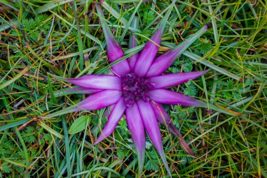 Pretty flower