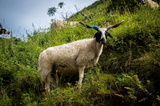 The sheep