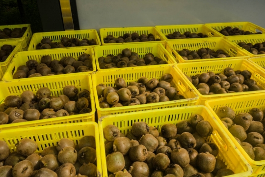 Kiwi's