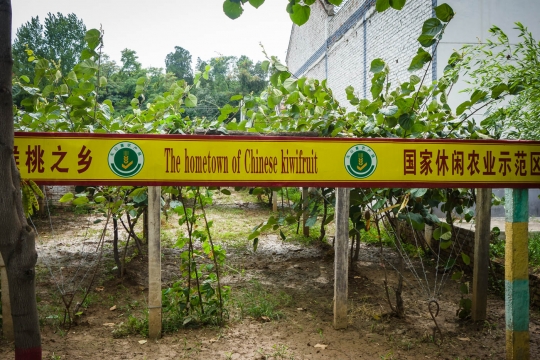 Town of chinese kiwi's