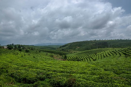 Terraces with tea