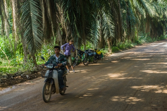 Tropical road
