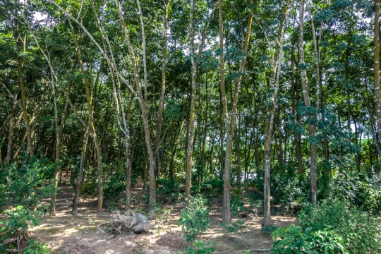 Rubber trees