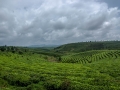 Terraces with tea