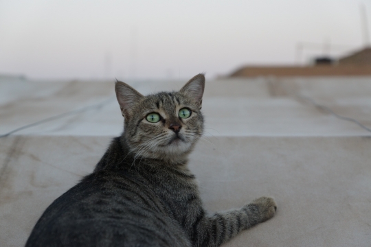 Cat