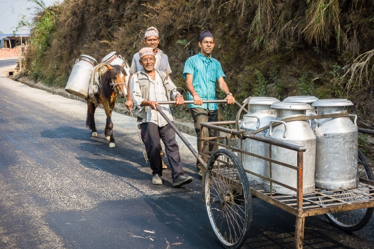 Transporting milk