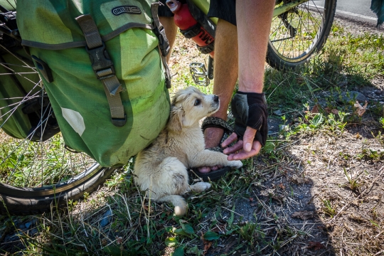 A cute little puppy we found on the roadside