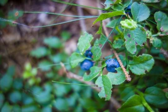 Picking blueberries