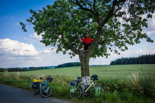 Monkey in the tree