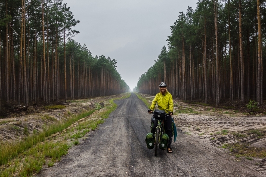 Long roads with pine trees
