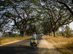 Finally tree lined streets