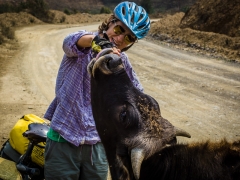 Friendly cow