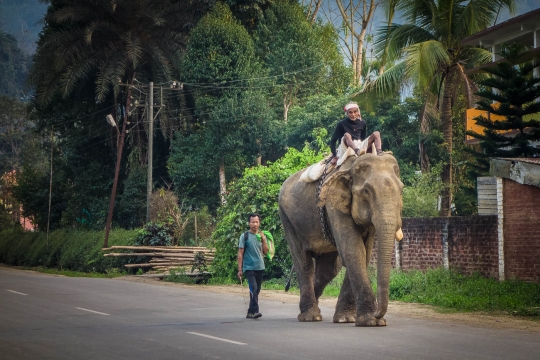 Elephant!