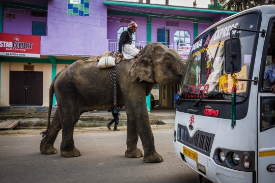 Elephant!