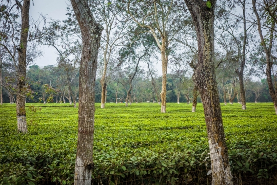 Assam tea plantation