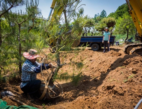 WWOOFing at an organic pine tree farm in South Korea