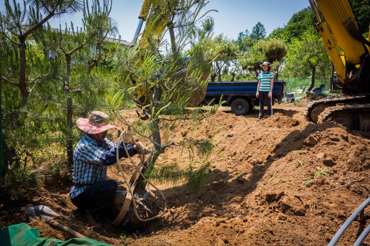 WWOOFing: Lifting pine tree out of the sand