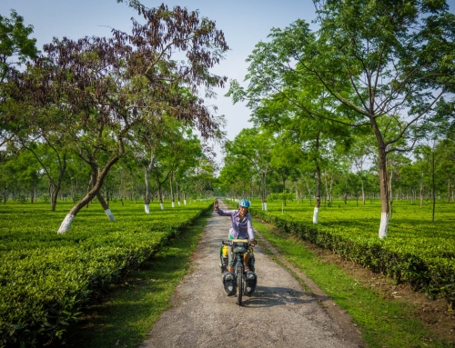 Traversing tea estates and tiger reserves in Assam and West Bengal